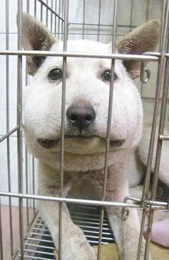 虐狗頭條,揭開人性的黑暗面