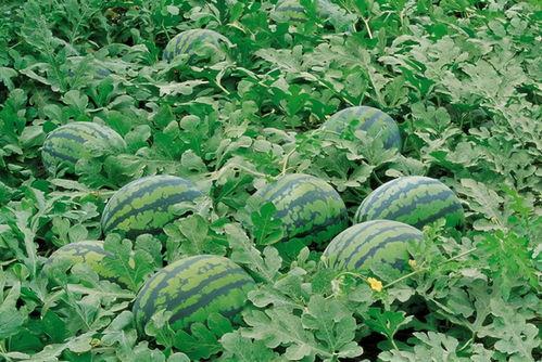 夢幻屋吃瓜群,揭秘娛樂圈幕后風云