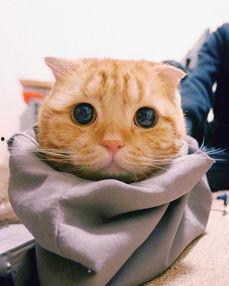 網紅貓眼神,揭秘網紅貓的獨特魅力