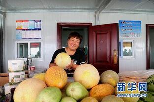 董老師介紹蜜瓜的故事,蜜瓜背后的傳奇故事